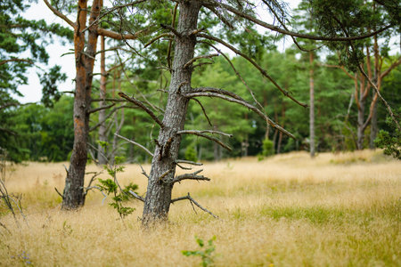 Tall pine trees rise from golden grasslands in the tranquil forests of the Curonian Spit in Lithuania, offering a peaceful blend of woodland and open terrain.の写真素材