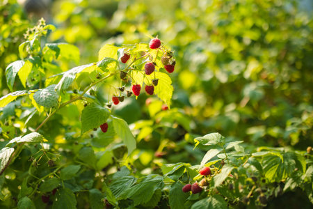 Organic ripe raspberries on bunch on a farm on autumn day. Harvesting fresh organic berries on fall...