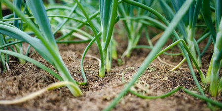 Cultivating onions in summer season. Growing own herbs and vegetables in a homestead. Gardening and lifestyle of self-sufficiency.の写真素材