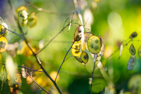 Lunaria annua, commonly called honesty or annual honesty in the garden on sunny summer day. Silver dollar or money plant on a flower bed outdoors.の写真素材