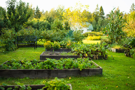 Cultivating edible plants in summer season. Growing own herbs and vegetables in a homestead. Gardening and lifestyle of self-sufficiency.の写真素材