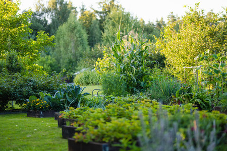 Cultivating edible plants in summer season. Growing own herbs and vegetables in a homestead. Gardening and lifestyle of self-sufficiency.の写真素材