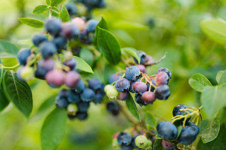 Organic blueberry berries ripening on bushes in an orchard. Harvesting fresh ripe berries.の写真素材
