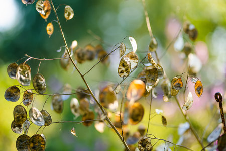 Lunaria annua, commonly called honesty or annual honesty in the garden on sunny summer day. Silver dollar or money plant on a flower bed outdoors.の写真素材