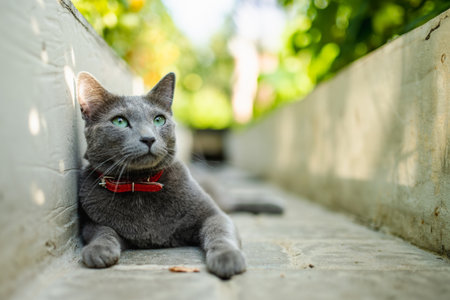 Young playful Russian Blue cat relaxing in the backyard. Gorgeous blue-gray cat with green eyes having fun outdoors in a garden or a back yard.の写真素材