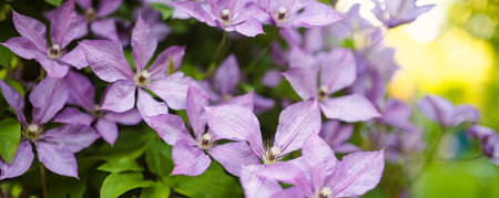 Flowering purple clematis in the garden. Flowers blossoming in summer. Beauty in nature.の写真素材