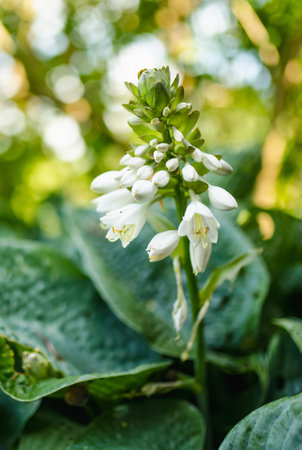 Flowering hosta bush also known as plantain lily, widely cultivated as shade-tolerant foliage plants. Beauty in nature.の写真素材