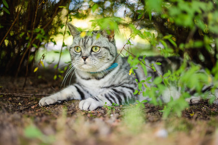 Young playful British shorthair silver tabby cat relaxing in the backyard. Gorgeous blue-gray cat with yellow eyes having fun outdoors in a garden or a back yard. Family pet at home.の写真素材
