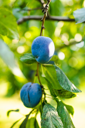Purple plums on a tree branch in the orchard. Harvesting ripe fruits on autumn day. Growing own fruits and vegetables in a homestead. Gardening and lifestyle of self-sufficiency.の写真素材