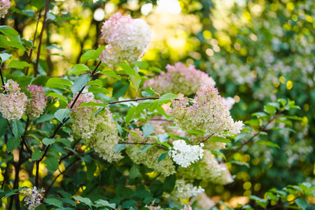 Tender pink flowers of hydrangea arborescens, backlit by the low evening sun in summer. Hortensia flowering in summer garden. Beauty in nature.の写真素材