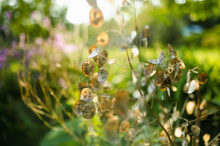 Lunaria annua, commonly called honesty or annual honesty in the garden on sunny summer day. Silver dollar or money plant on a flower bed outdoors.の写真素材