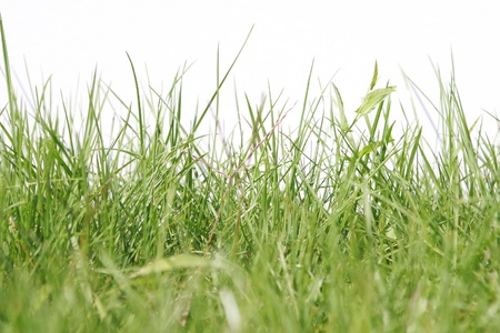 green grass の写真素材