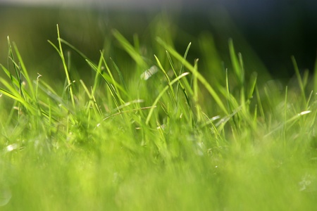 green grassの写真素材