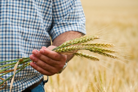 Farmer with wheat in hands. Field of wheat on background.の写真素材