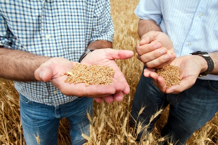 Two farmers with a grain of wheat in his hands. の写真素材