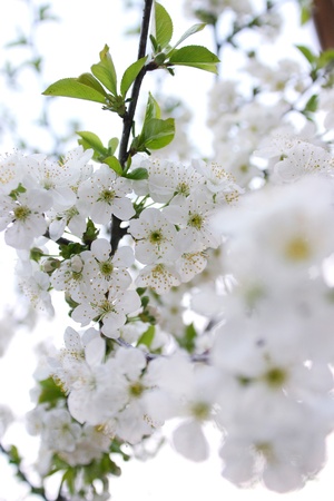 Blossom tree, close-up photoの写真素材