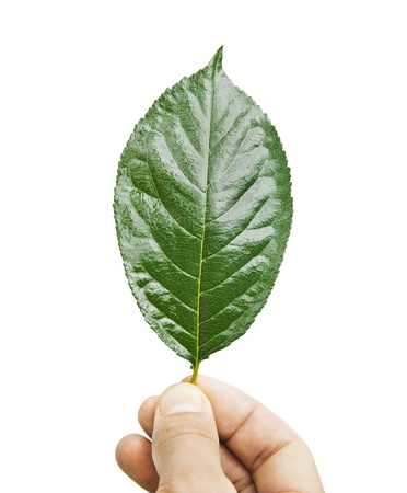 Fresh green leaf in hand, isolated on whiteの写真素材