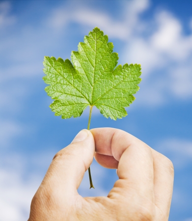 Fresh green leaf in hand, blue sky on backgroundの写真素材