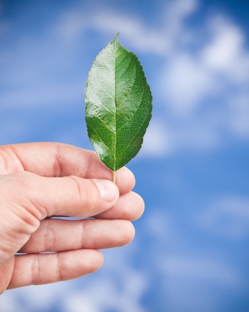 Fresh green leaf in hand, blue sky on backgroundの写真素材