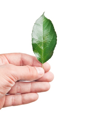 Fresh green leaf in hand, isolated on whiteの写真素材
