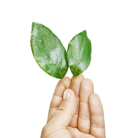 Fresh green leaves in hand, isolated on whiteの写真素材