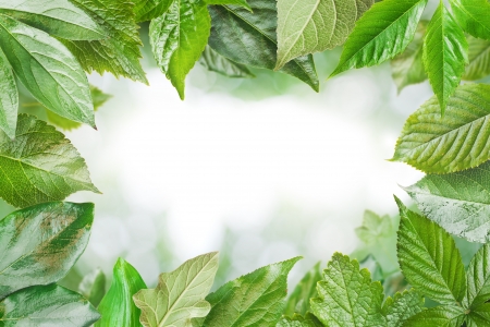 Green fresh leaves frame の写真素材