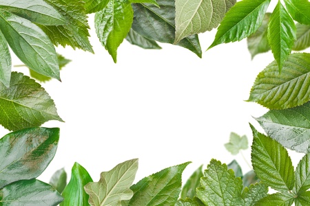 Green fresh leaves frame の写真素材