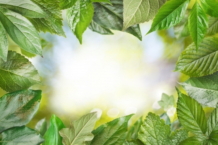 Green fresh leaves frame の写真素材