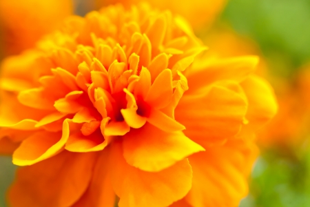 Yellow Flower, close up photoの写真素材