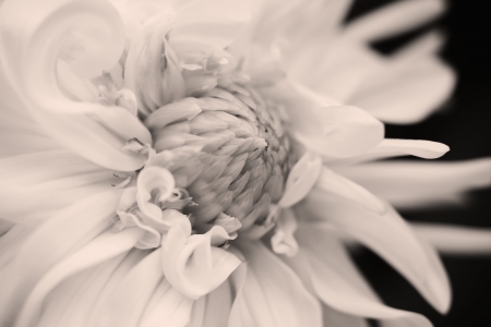 Flower, black and white photoの写真素材