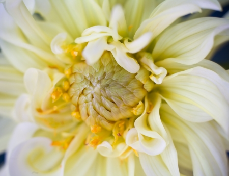 Flower, close up photoの写真素材