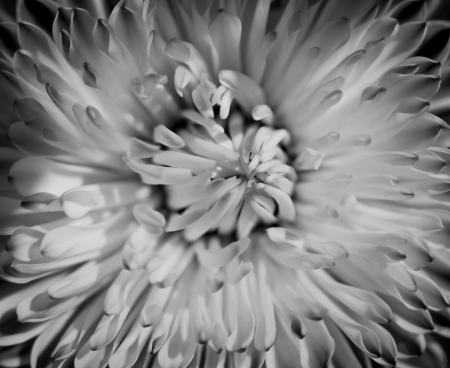 Flower, close up photo, black and whiteの写真素材
