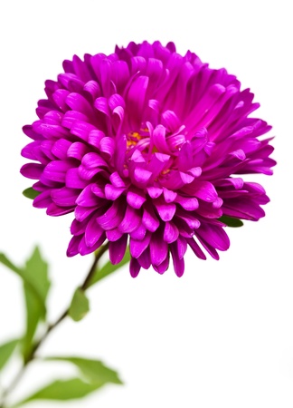 Flower on white backgroundの写真素材