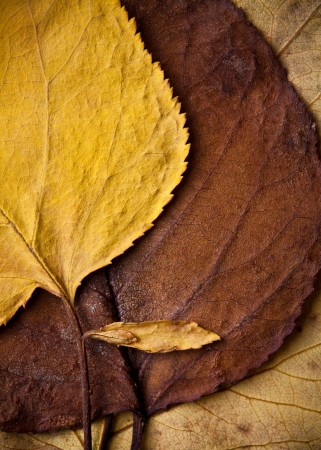 Closeup of beautiful fall foliageの写真素材