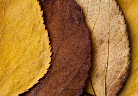 Closeup of beautiful fall foliageの写真素材