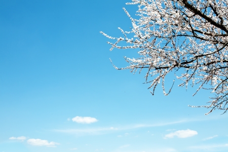 Blooming apricot tree の写真素材
