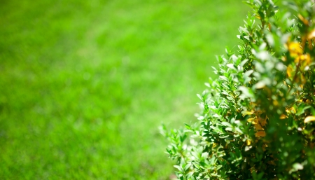 Green grass backgroundの写真素材
