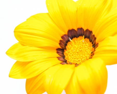 Beautiful flower close-up shot on a white background の写真素材