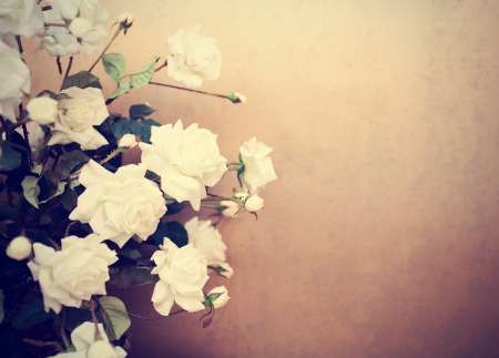 White roses, retro tinted photoの写真素材