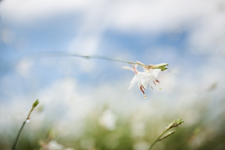 White flowers, close up shotの写真素材