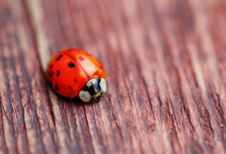 Ladybird on brown wood macro の写真素材
