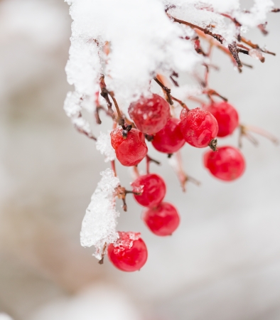 Viburnum in the snow の写真素材