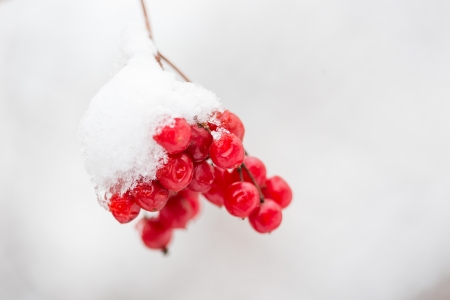 Viburnum in the snow の写真素材