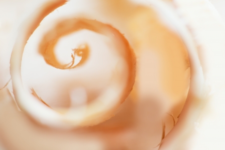 Closeup view of wooden shavings の写真素材