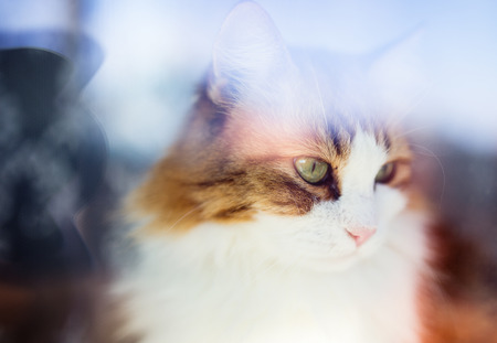 Portrait of a cat that looks out of the window の写真素材
