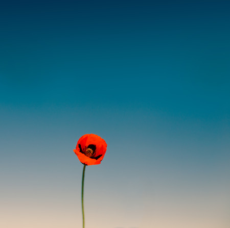 Red poppy against blue sky, tinted photoの写真素材