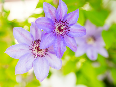 Clematis flowers in the garden, close up photoの写真素材