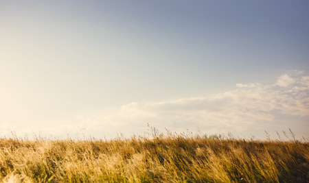 Summer backgroundの写真素材