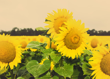 Sunflower field, tinted photoの写真素材