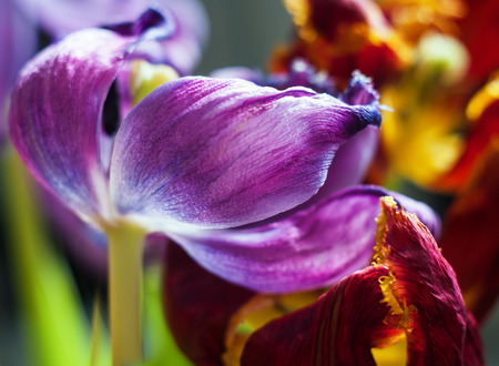 Tulips, close up の写真素材